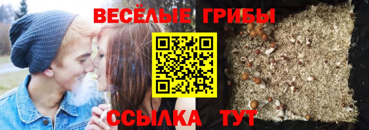 Галлюциногенные грибы GOLDEN TEACHER  где можно купить   Вход с VPN  Ярцево  Галлюциногенные грибы Magic Shrooms 